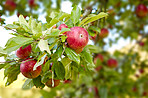 Fresh apples a sunny day in the garden