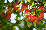 Fresh apples a sunny day in the garden
