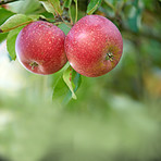 Fresh apples a sunny day in the garden