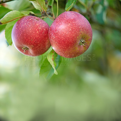 Buy stock photo Mockup, agriculture and trees with apples in orchard for growth, sustainability farming or spring season. Ecology, environment and climate resistant plant with fruit in nature for species cultivation