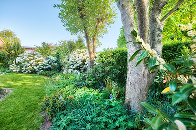 Buy stock photo Nature, flowers and trees with lawn of garden for bush, environment and foliage botany. Spring season, grass and growth with plants blossom in backyard for countryside, park and peace background