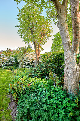 Buy stock photo Environment, flowers and trees with lawn of garden for bush,  nature and foliage botany. Spring season, grass and growth with plants blossom in backyard for countryside, park and peace background