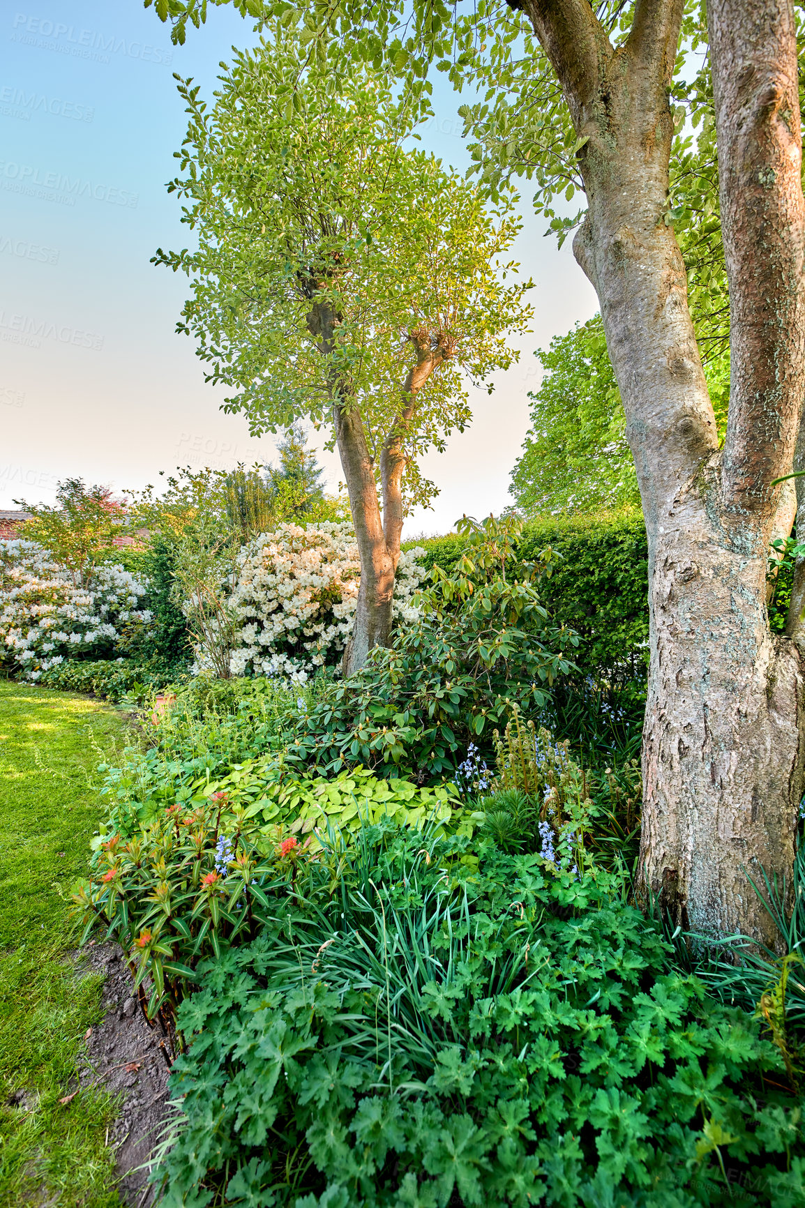 Buy stock photo Environment, flowers and trees with lawn of garden for bush,  nature and foliage botany. Spring season, grass and growth with plants blossom in backyard for countryside, park and peace background