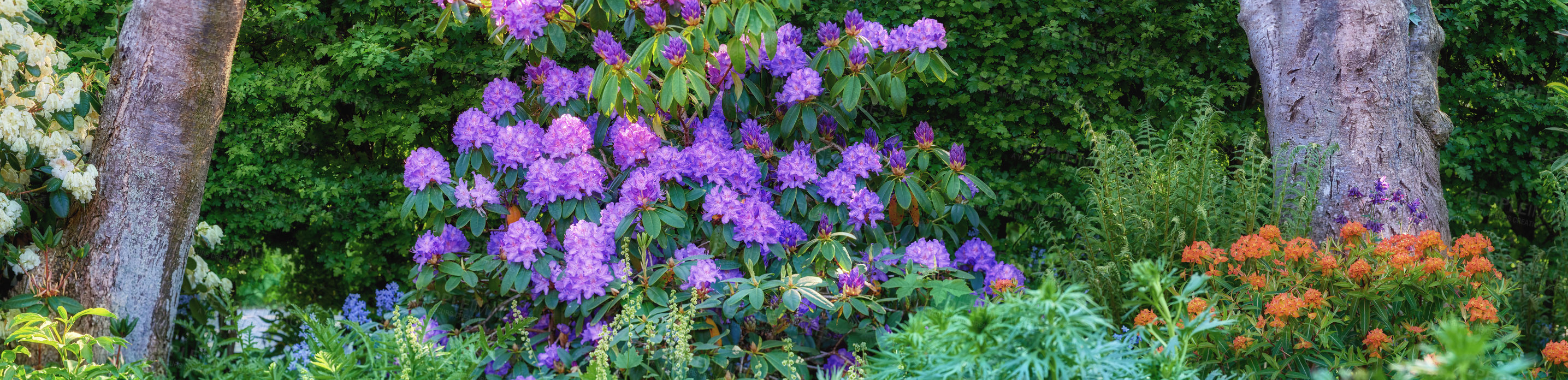 Buy stock photo Flowers, trees and plants in garden, spring growth and ecology with clean environment. Empty, earth day and sustainability with floral conservation, landscape or banner with wallpaper, nature or bush