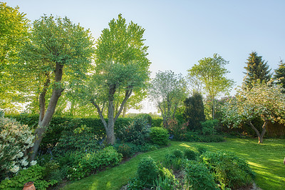 Buy stock photo Nature, bush and trees with lawn of garden for flowers, environment and foliage botany. Spring season, grass and growth with plants blossom in backyard for countryside, park and peace background
