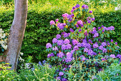 Buy stock photo Flowers, nature and plants in garden, landscape or ecology with clean environment. Empty, earth day or sustainability with floral conservation, eco friendly or sunshine with spring growth in backyard