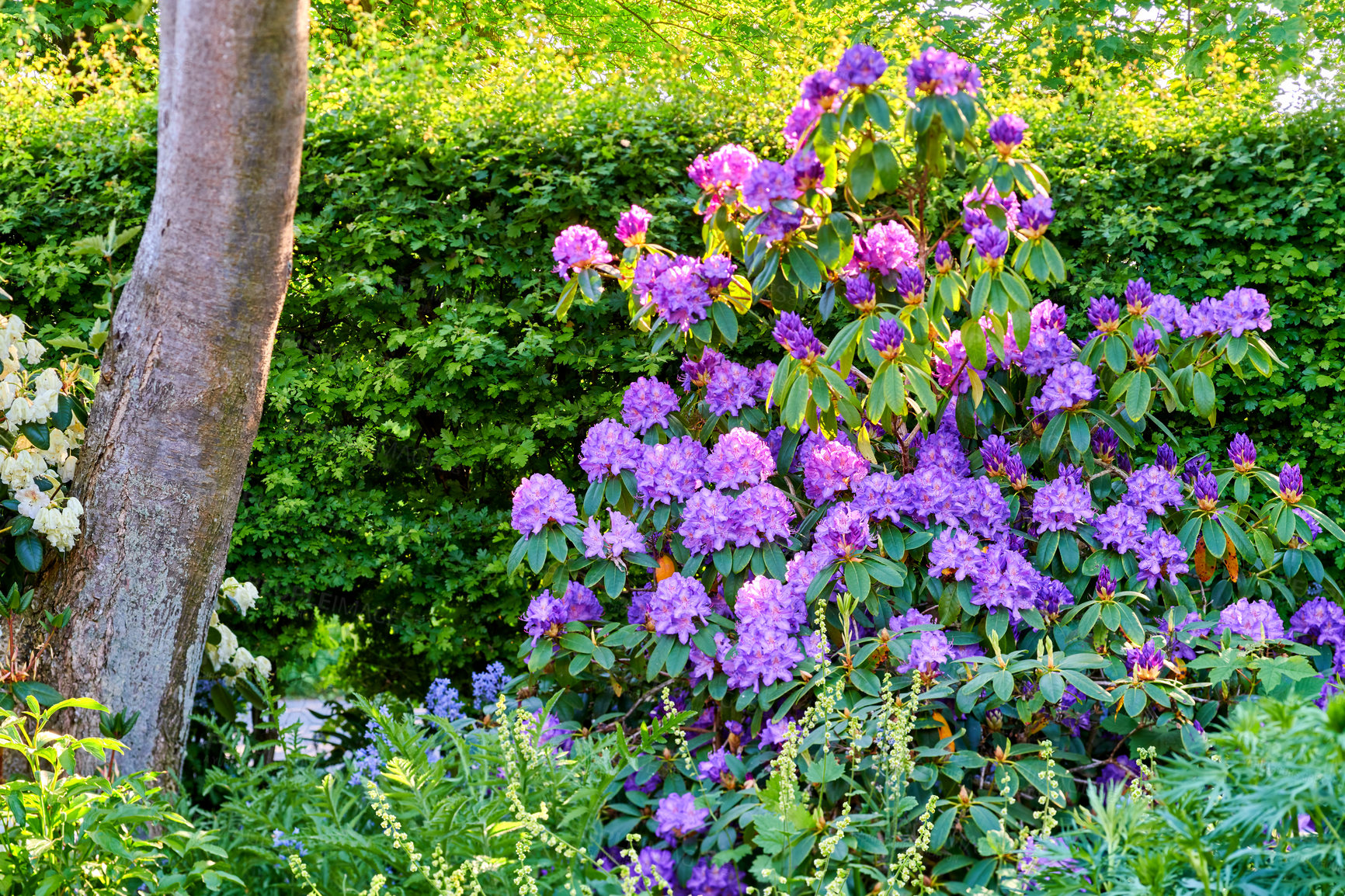 Buy stock photo Flowers, nature and plants in garden, landscape or ecology with clean environment. Empty, earth day or sustainability with floral conservation, eco friendly or sunshine with spring growth in backyard