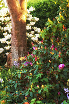 Buy stock photo Flowers, nature and trees in backyard, spring growth and ecology with clean environment. Empty, earth day and sustainability with floral conservation, eco friendly and summer with plants or landscape