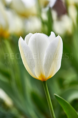 Buy stock photo Tulip, plants and garden closeup with flowers for bush, zen and peace with outdoor ecosystem. Spring, countryside and zoom of floral ecology in nature, green nursery or environmental botanical park