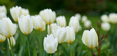 Buy stock photo Tulips, plants and garden with flowers for bush, zen and peace with outdoor ecosystem. Spring closeup, countryside and zoom of floral ecology in nature, green nursery or environmental botanical park