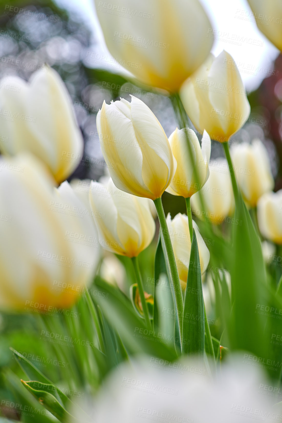 Buy stock photo Tulips, plants and garden closeup with flowers for bush, zen and peace with outdoor ecosystem. Spring, countryside and zoom of floral ecology in nature, green nursery or environmental botanical park