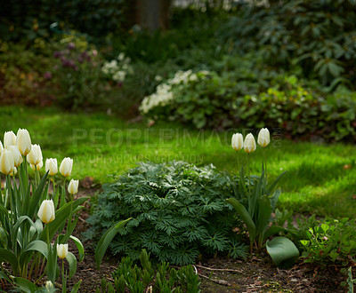Buy stock photo Tulips growing in a lush green backyard garden. Beautiful flowering plant blooming on the lawn. Pretty white flowers budding among greenery in spring. Flora flourishing on a grass plot in nature
