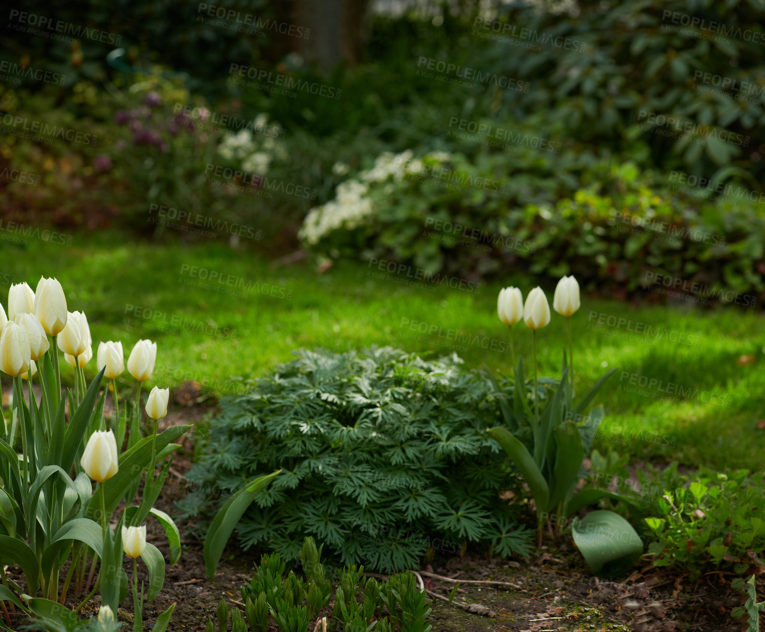 Buy stock photo Tulips growing in a lush green backyard garden. Beautiful flowering plant blooming on the lawn. Pretty white flowers budding among greenery in spring. Flora flourishing on a grass plot in nature
