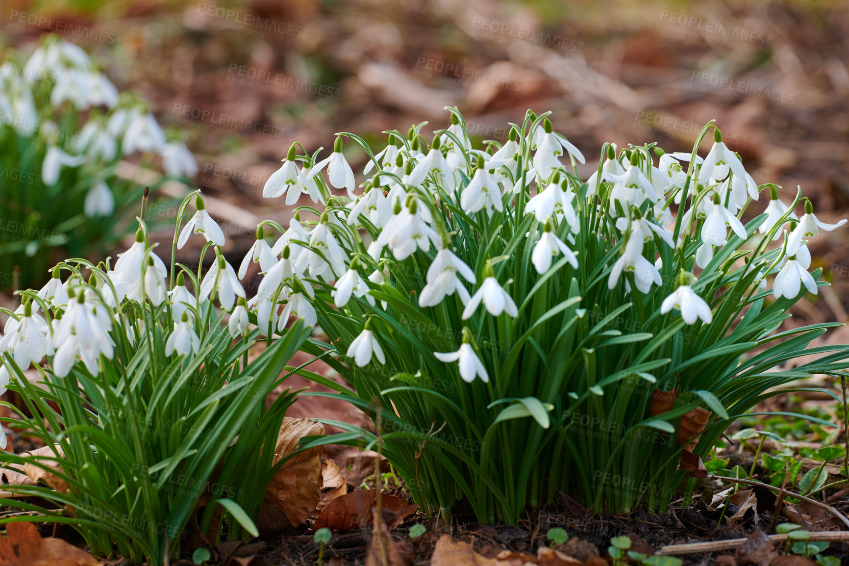 Buy stock photo Galanthus nivalis was described by the Swedish botanist Carl Linnaeus in his Species Plantarum in 1753, and given the specific epithet nivalis, meaning snowy (Galanthus means with milk-white flowers). T
