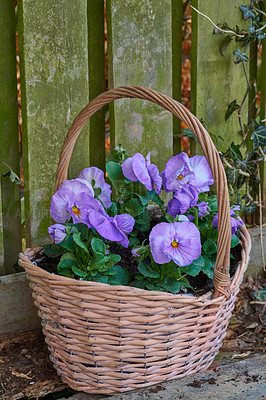 Buy stock photo In my garden - jar and flower pot