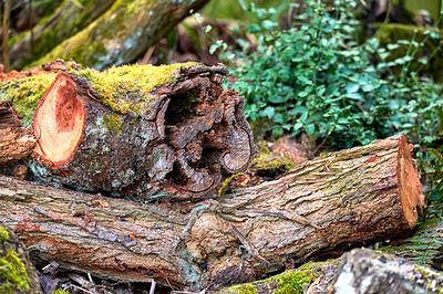 Buy stock photo Nature, growth and plants with environment, branches and climate change with ecology sustainability. Empty, natural and forest with earth day, conservation and ecosystem in woods and landscape