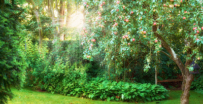 Buy stock photo Nature, apple and trees with lawn of garden for bush, environment and foliage botany. Spring season, grass and growth with plants and fruit in backyard for countryside, park and peace background