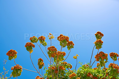 Buy stock photo Spring, plants and garden with flowers for blue sky, zen and peace with outdoor ecosystem. Bush, countryside and zoom of floral ecology in nature, green nursery or environmental botanical park