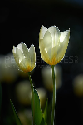 Buy stock photo Tulip, garden and flower with green stem, white petals or leaves on a dark studio background. Empty, closeup or floral design with plant for agriculture, natural growth or conservation of ecosystem