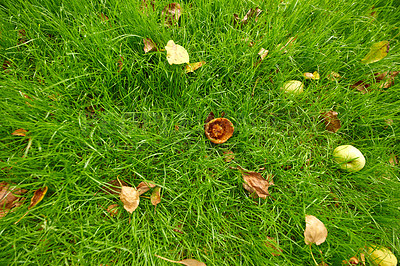 Buy stock photo Above view of a rotten or eaten apple on lush green grass and lawn background with copy space. Aerial of fresh apples on the ground in a private and secluded backyard and home garden or orchard farm