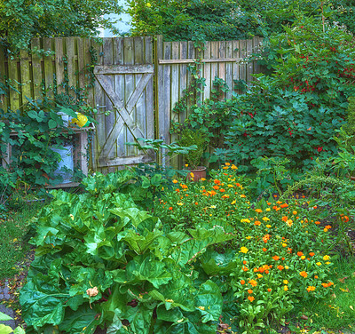 Buy stock photo Nature, flowers and fence with lawn of garden for bush, environment and foliage botany. Spring season, grass and growth with plants blossom in backyard for countryside, park and peace background