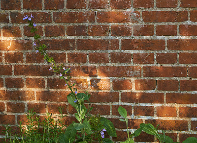Buy stock photo Violas growing in a green backyard garden against a wall. Beautiful violet flowering plant flourishing in a botanical park. Flowers budding in spring. Violaceae flourishing in a yard in nature