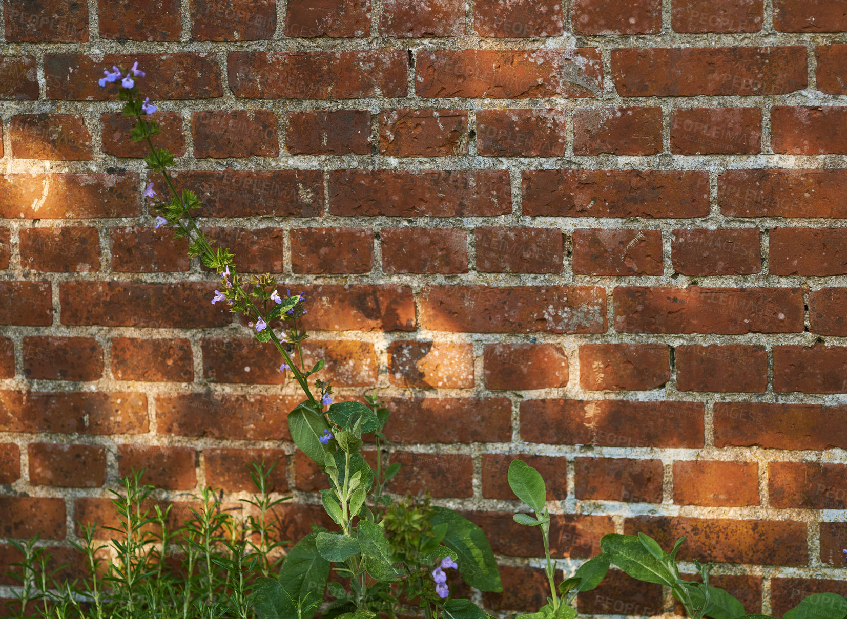 Buy stock photo Violas growing in a green backyard garden against a wall. Beautiful violet flowering plant flourishing in a botanical park. Flowers budding in spring. Violaceae flourishing in a yard in nature