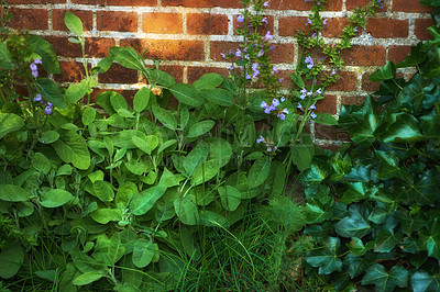 Buy stock photo Bushes of violas growing in a green backyard garden against a wall. Closeup of beautiful violet flowering plants blossoming in a park. Flowers flourishing and budding in nature during spring