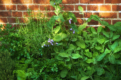 Buy stock photo Overgrown wild herb garden against the wall of a red brick house. Various plants in a lush flowerbed. Different green shrubs growing in a backyard. Vibrant nature scene of parsley, sage and rosemary.
