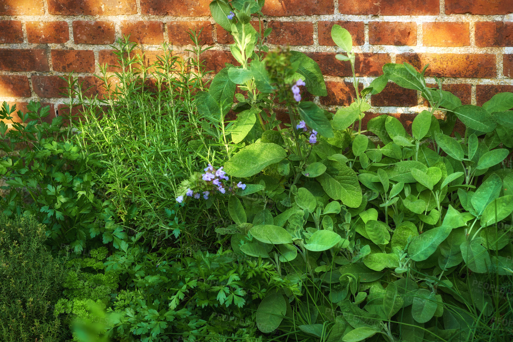 Buy stock photo Overgrown wild herb garden against the wall of a red brick house. Various plants in a lush flowerbed. Different green shrubs growing in a backyard. Vibrant nature scene of parsley, sage and rosemary.