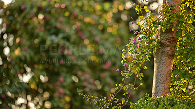 Buy stock photo Violas growing in a lush green backyard garden. Beautiful violet flowering plant blooming on a tree in a park. Purple flowers budding in a yard in spring. Flora flourishing in a meadow in nature