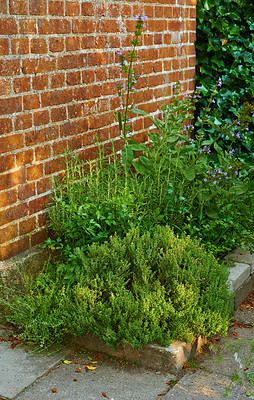 Buy stock photo Violas growing in a lush green backyard garden against a wall. Beautiful violet flowering plants blooming outside during spring. Flowers or flora flourishing and budding on a grass plot in nature