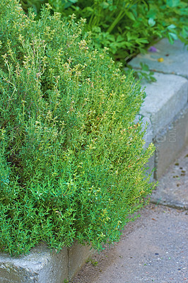 Buy stock photo Overgrown wild herb garden growing on a cement curb or sidewalk. Various plants in a lush flowerbed in nature. Different green shrubs, parsley, sage and rosemary growing in a vibrant backyard