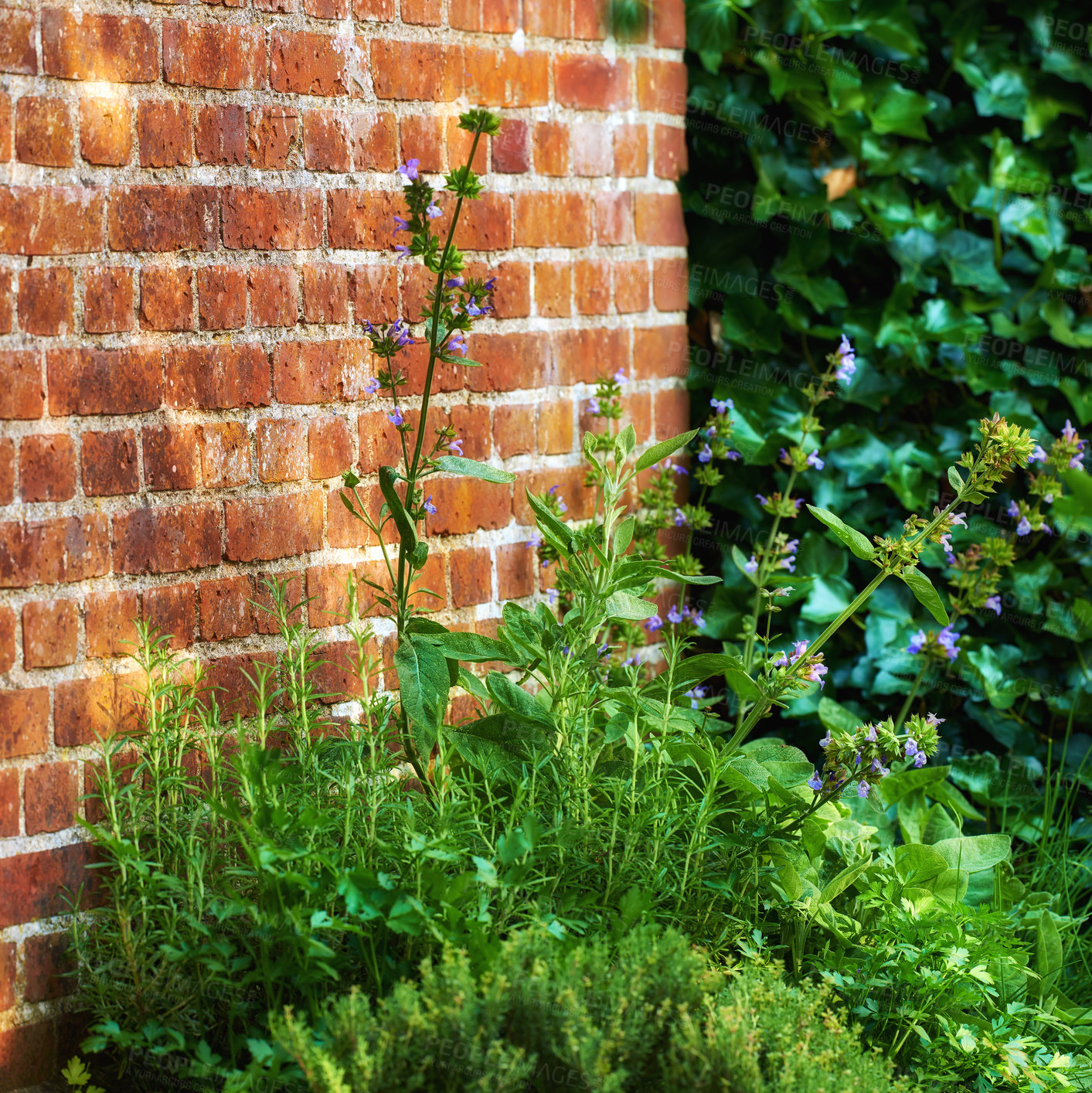 Buy stock photo Violas growing in a lush green backyard garden against a wall. Beautiful violet flowering plant blooming on the countryside. Flowers flourishing on a grass plot or park in nature during springtime