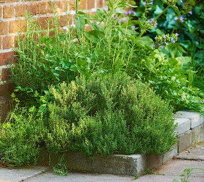 Buy stock photo Overgrown wild herb garden growing on a cement curb or sidewalk next t a red brick wall. Various plants in a lush flowerbed. Green shrubs growing in a backyard. Vibrant nature scene of small nursery