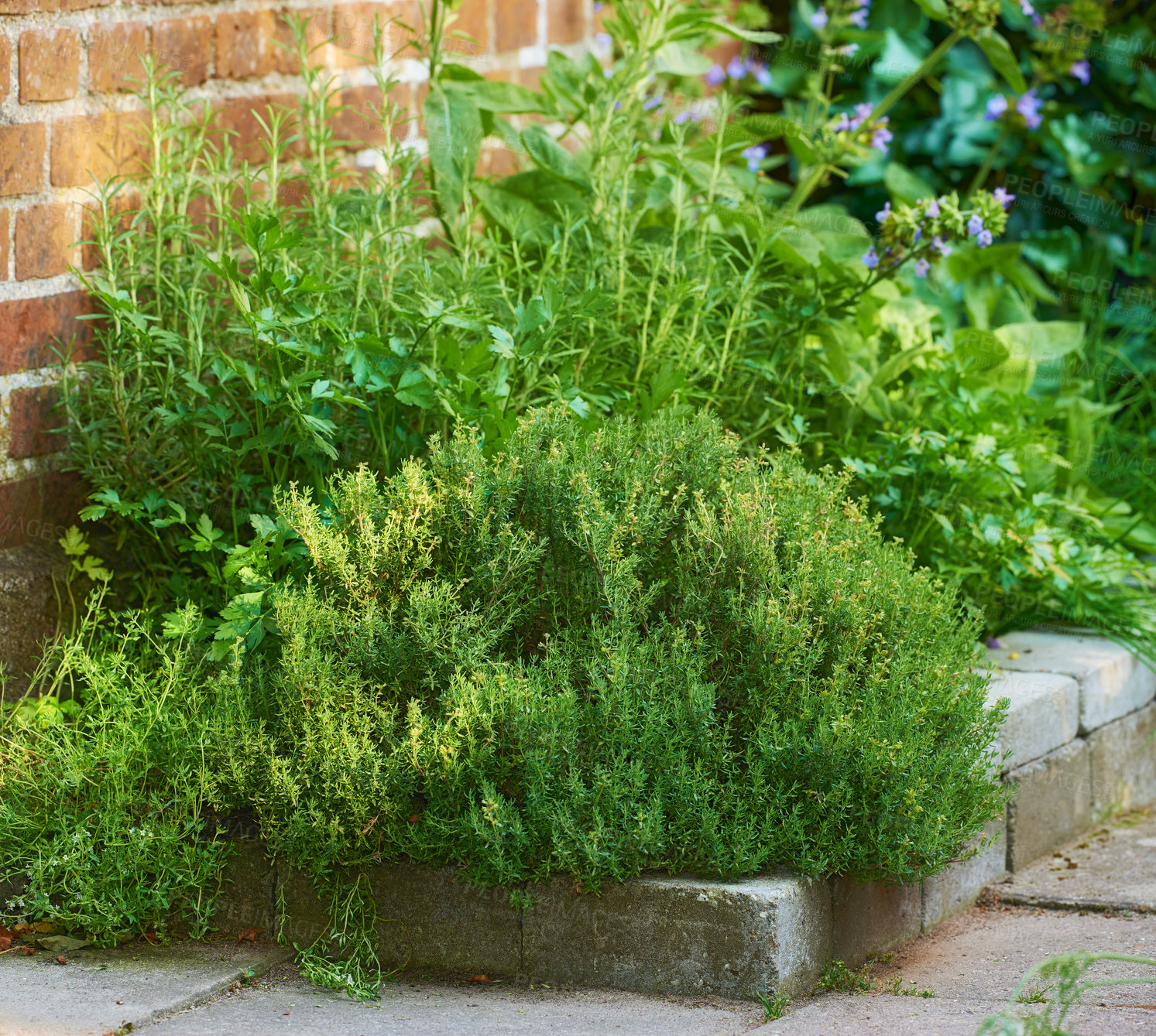 Buy stock photo Overgrown wild herb garden growing on a cement curb or sidewalk next t a red brick wall. Various plants in a lush flowerbed. Green shrubs growing in a backyard. Vibrant nature scene of small nursery