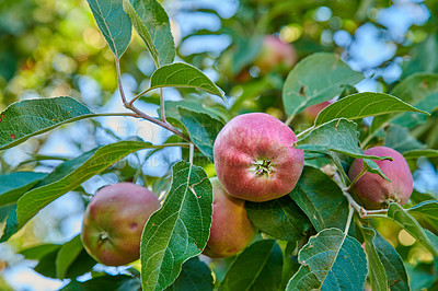 Buy stock photo Below of red ripe apples on a tree with green leaves. Organic and healthy fruit growing on an orchard tree branch on a sustainable farm in summer. Group of fresh seasonal produce ready for harvesting