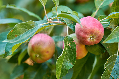 Buy stock photo Copy space with fresh red apples growing on trees for harvest in a sustainable orchard outdoors on a sunny day. Juicy, nutritious and ripe produce growing seasonally and organically on a fruit farm