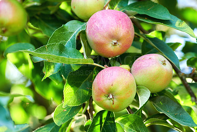 Buy stock photo Fuji red and green apples growing on a tree in a sustainable orchard on a sunny day outside. Ripe and juicy fruit cultivated for harvest. Fresh and organic produce growing in a thriving green garden