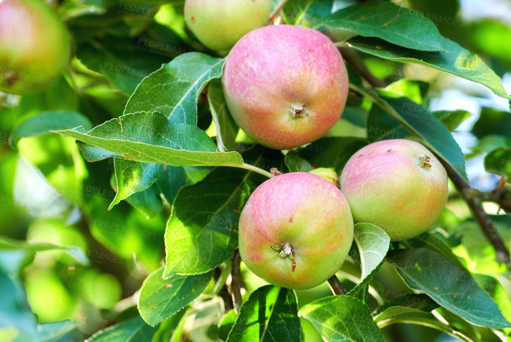 Buy stock photo Fuji red and green apples growing on a tree in a sustainable orchard on a sunny day outside. Ripe and juicy fruit cultivated for harvest. Fresh and organic produce growing in a thriving green garden