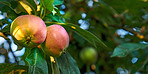 Beautiful apples in my garden