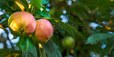 Buy stock photo Ripe red apples on a tree with green leaves from below. Organic and healthy fruit growing on an orchard tree branch on sustainable farm in summer. Group of fresh seasonal produce ready for harvesting