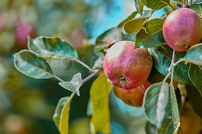 Buy stock photo Closeup of ripe red apples on a tree with copy space. Organic, healthy fruit growing on an orchard tree branch on a sustainable farm. Details of ripened nutrition fresh produce ready for harvesting