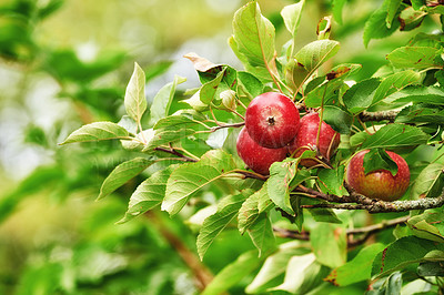 Buy stock photo Copy space with red apples growing on trees in an orchard outdoors. Closeup of a fresh bunch of raw fruit being cultivated and harvested in a garden. Organic and delicious produce ready to be picked