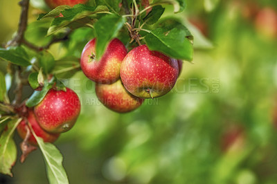 Buy stock photo Closeup of ripe red apples on a tree with copy space. Organic, healthy fruit growing on tree branch in an orchard on sustainable farm. Details of ripened nutrition fresh produce ready for harvesting