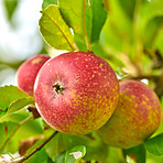 Beautiful apples in my garden