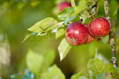 Buy stock photo Closeup of ripe red apples growing from apple tree branch in orchard farm in remote countryside with bokeh copy space. Texture detail of hanging fresh healthy snack fruit ready for picking or harvest