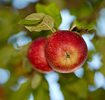 Beautiful apples in my garden