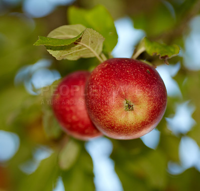 Buy stock photo Fresh red apples growing on a fruit tree on a summer day outdoors. Healthy organic produce hanging on a lush green branch during spring. Tasty crops ready for harvest outside in nature on a farm