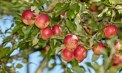 Buy stock photo Red apples hanging from the stem on trees in a sunny orchard outside. Closeup of fresh bunch of raw fruit being cultivated in a bright garden. Organic produce ready to be harvested in an apple grove